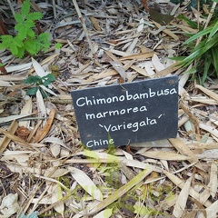 20200703 Chimonobambusa Marmorea 'Variegata' Planbuisson (3)