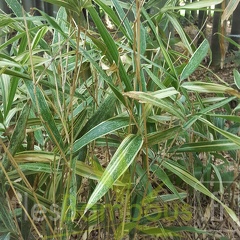20200822 Sasa Masamuneana 'Albostriata' Anduze (3)