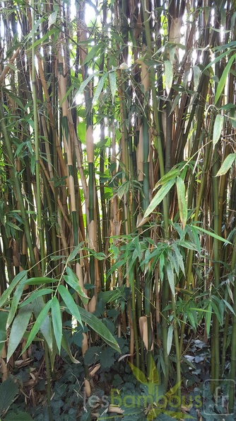20200703 Semiarundinaria Fastuosa Planbuisson (2)