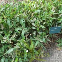 20200822 Shibataea Kumasaca Anduze (1)