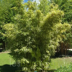 Tootsik.Albovariegata