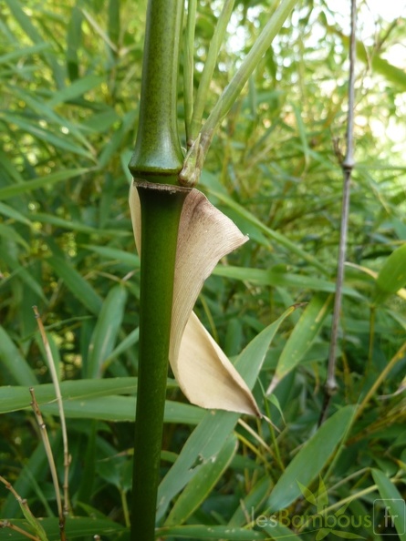 Chimonobambusa tumidissinoda