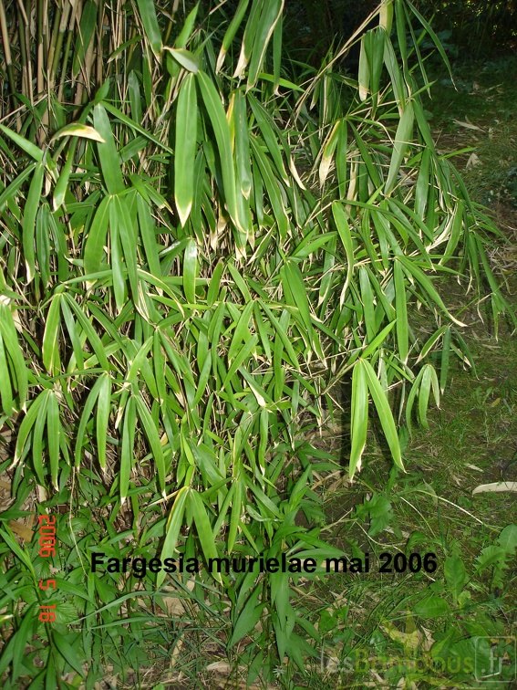Fargesia murielae murielae