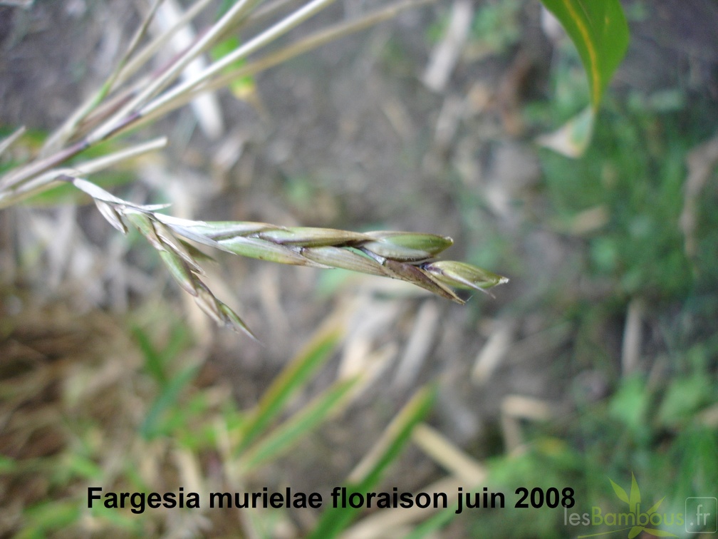 Fargesia murielae murielae