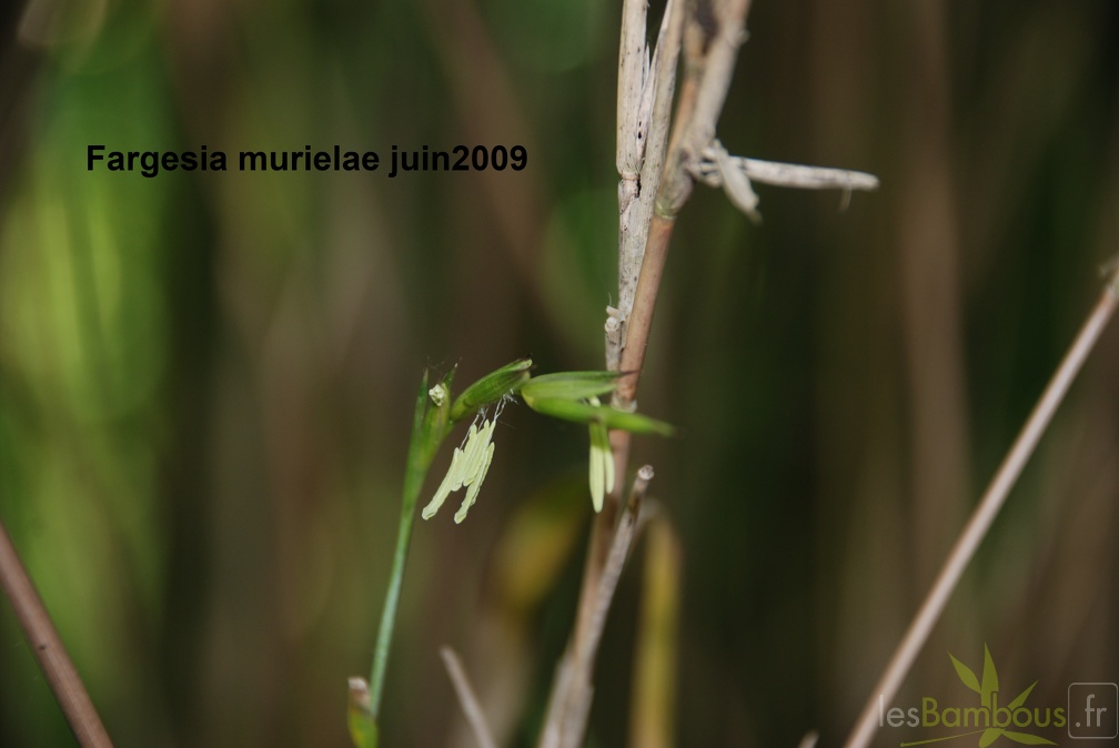 Fargesia murielae murielae