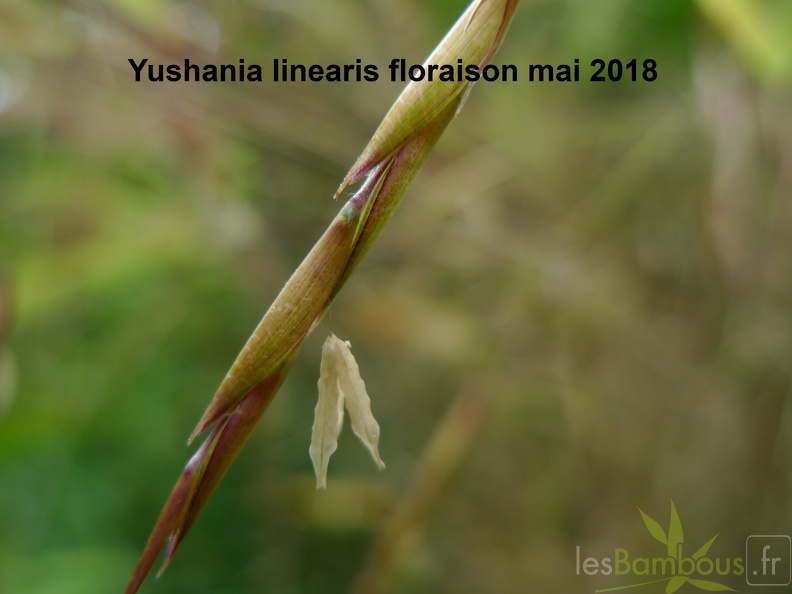 Yush linearis floraison 2018-3.jpg