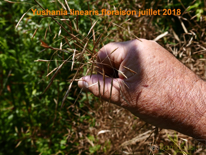 Yush linearis floraison 2018-4.jpg