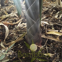 Turions P.atrovaginata 