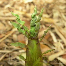 Turions P.elegans 