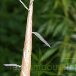 Turions P.fimbriligula 