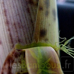 Turions P.bambusoides 