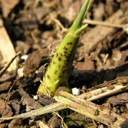 Turions P.lithophila 