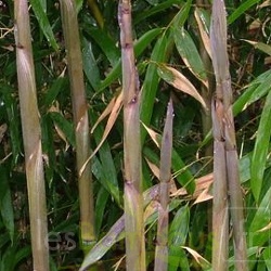 Turions P.humilis