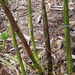 Turions P.viridiglaucescens 
