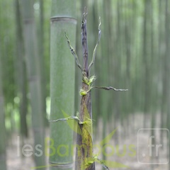 8597-8598-8599-bambou phyllostachys viridiglaucescens-t1000