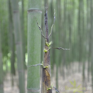 8597-8598-8599-bambou phyllostachys viridiglaucescens-t1000