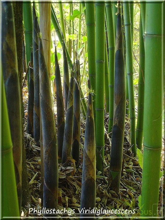 Phyllostachys-Viridiglaucescens-DSC05101
