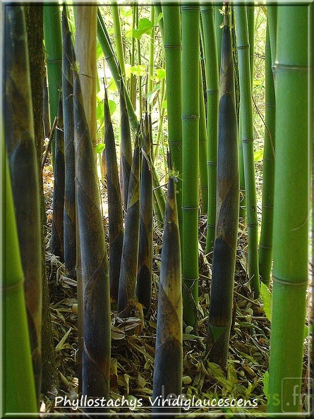 Phyllostachys-Viridiglaucescens-DSC05101.jpg