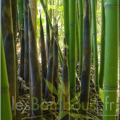 Phyllostachys-Viridiglaucescens-DSC05101