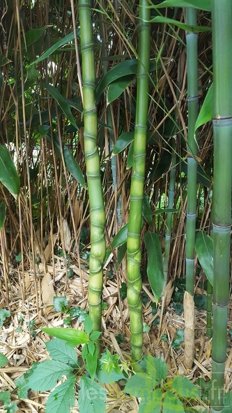 Phyllostachys aurea