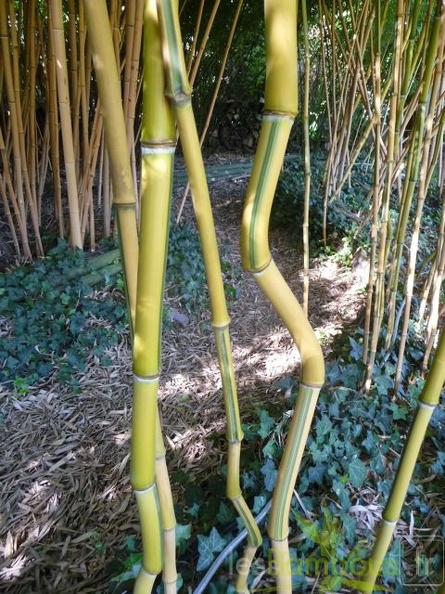 Phyllostachys aureosulcata spectabilis