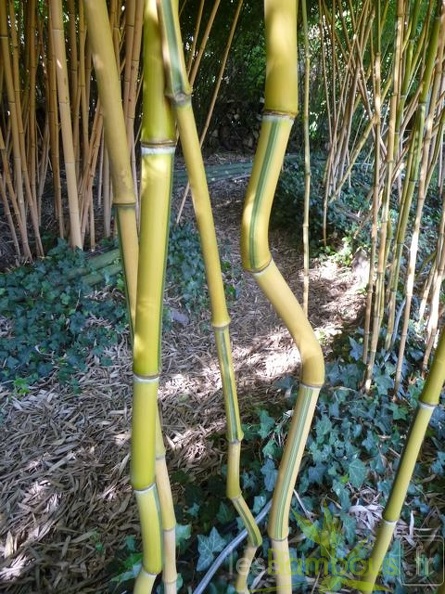 Phyllostachys_aureosulcata_spectabilis.jpg