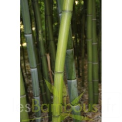 phyllostachys-iridescens