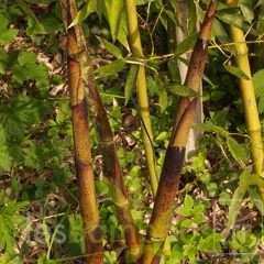 Phyllostachys-Iridescens--3-