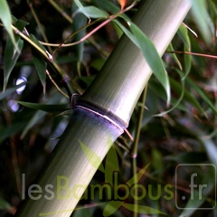 Phyllostachys-Iridescens--8-