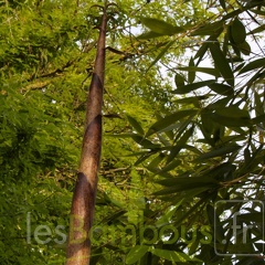 Phyllostachys-Iridescens--2-