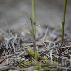 IMG-1680