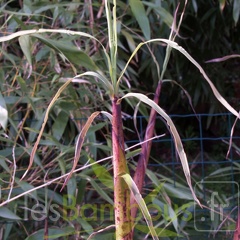 Phyllostachys-Iridescens--1-