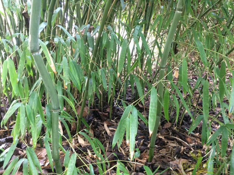 Phyllostachys Hispida2