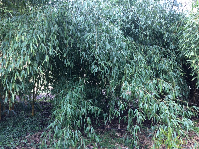 Phyllostachys Hispida