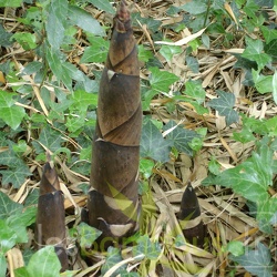 Turions P.prominens 