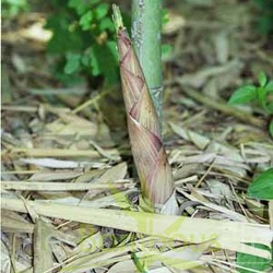 Turions P.propinqua 