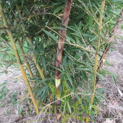 Turions P.praecox 'viridisulcata'