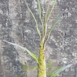 Turions Phyllostachys Sp Shanghaï 3