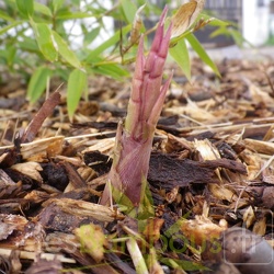 Phyllostachys Parvifolia