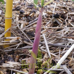Phyllostachys Vivax Aureocolis